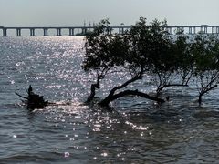 -宝安西湾红树林湿地公园