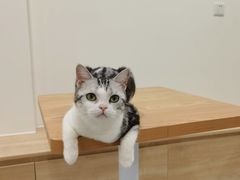 -有喵·猫咖·狗咖·30几只猫10只小狗(岗厦店)