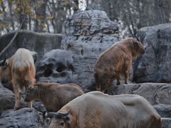 -北京野生动物园