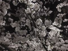 -武汉大学-樱园