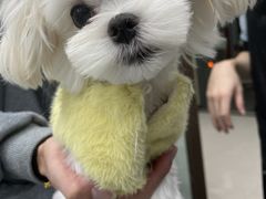 -瑞鹏宠物医院犬猫全科(真大分院)