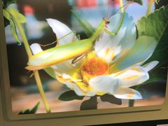 -上海昆虫博物馆