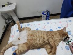 -灵美宠物诊所