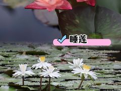 -中国科学院华南植物园