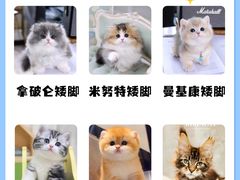 -麒麟缅因猫舍·十五年缅因猫选购中心