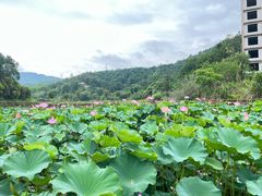 -龙川佗城