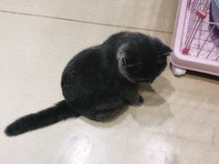 -藏猫猫咖啡主题馆(中央大道店)