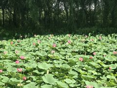 -白渔泡湿地公园