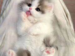 -欣宠猫屋·矮脚拿破仑·蓝金金渐层