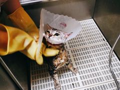 -北京观赏动物医院·24小时大型综合·猫专科·异宠专科