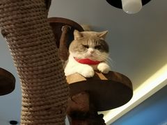 -more than meow吴止猫主题餐厅(承德 中船汇店)