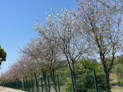 -广东花都湖国家湿地公园