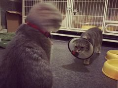 -猫色咖啡·猫咖