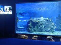 -江和美海洋公园