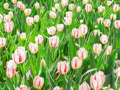 -洛阳郁金香牡丹园