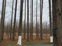 -黄海国家森林公园