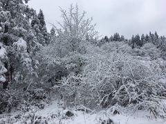 -武陵山森林公园