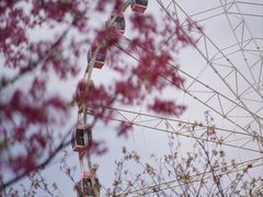 -顾村公园