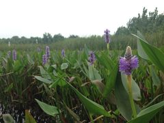 iphone_upload_pic-溱湖国家湿地公园