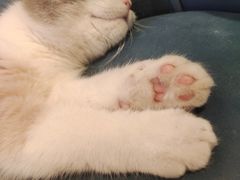 -平行世界·猫咖(首经贸店)