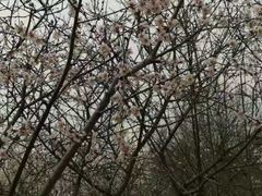 -桃花堤公园