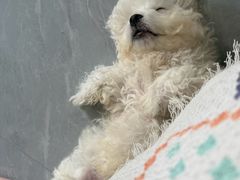 -博特宠物医院24h犬猫全科.骨科·异宠