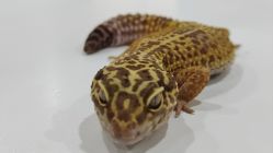 -Moni星球萌宠·小马宝莉·灵蛇·高端高阶全萌宠互动体验俱乐部(红豆国际广场店)