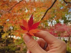 -秋霞圃
