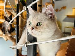 -豆逗聊愈猫阁Easy Life