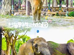 -上海野生动物园