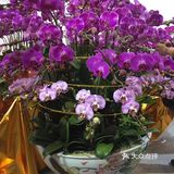 逛花市过年咯！
