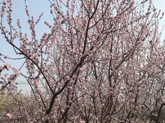 -桃花堤公园