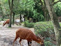 -奥兰多迪士尼动物王国乐园
