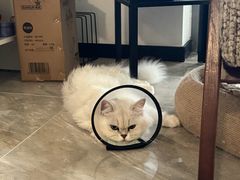 -乐琪宠物医院·犬猫专科·骨外科·急重症