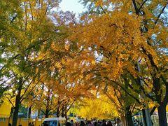-三里屯东五街银杏大道