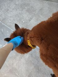 -神奇动物撸宠馆·羊驼·小浣熊·异宠(豫园店)