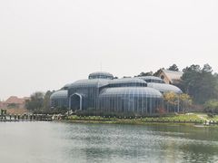 -大塘金香草谷