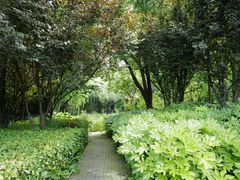 -陈家山荷花公园