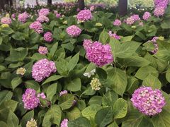 -上海滨江森林公园