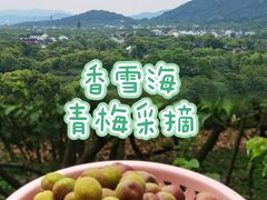 -香雪海