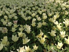 7-上海鲜花港