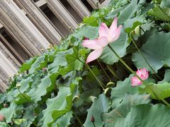 -古德寺素菜馆