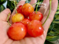 -樱桃山旅游景区