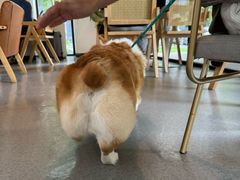 -猫里有甜