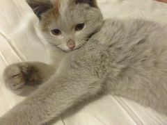 -乡土特色.冷锅鱼.牦牛肉汤锅