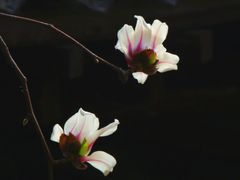 -碑林公园