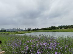 -洋湖国家湿地公园