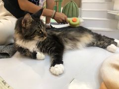 -COLOR PETS 撸猫馆·购猫·猫咖(长风大悦城店)