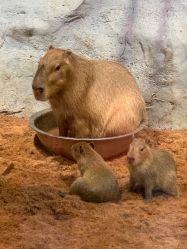 -Zoolung Zoolung动物主题公园(海信广场店)