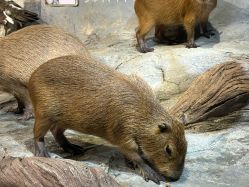 -Zoolung Zoolung动物主题公园(海信广场店)